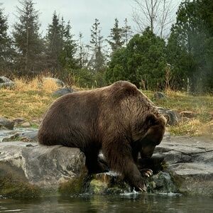 Meet your Posher, Henry!